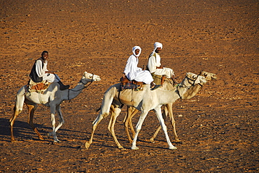 Nomads on camels, Meroe, Sudan