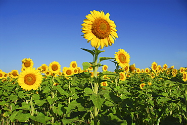 Sun flowers, Diamante, Entre Rios province, Argentina