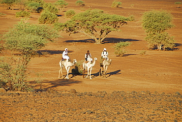 Nomads riding camels, Meroe, Sudan, Africa