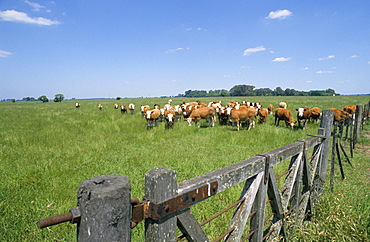 Cattle grazing on a pasture near San Antonio de Areco, Buenos Aires Province, Argentina