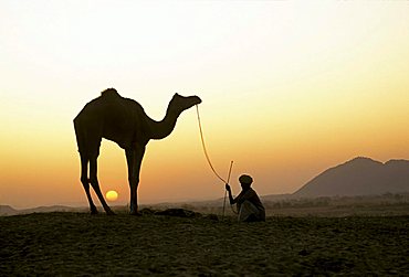 Silhouette of camel ( Camelus dromedarius ) and man against sunset sky - Pushkar Camel Fair - Pushkar - Rajasthan - India