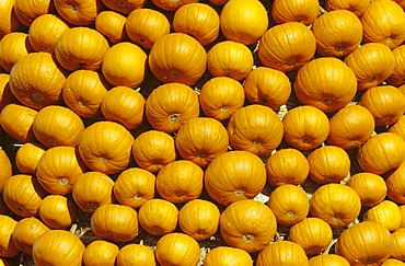 Pumpkins