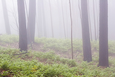 Trunks and ferns in cloud forest, Madeira, Portugal