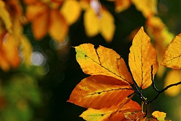 Autumnal beech leaves