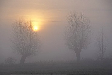 Willow trees in the fog