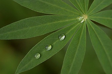 Rain drop on a leaf