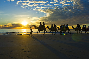 Camel caravan, dromedaries, tourist camel ride on Cable Beach, Broome, Western Australia