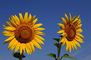 Sunflowers (Helianthus annuus)