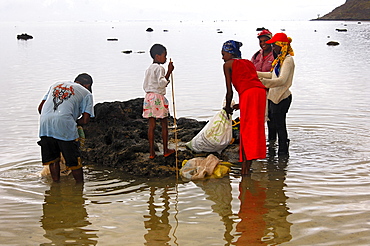 A group of local shell gatherers in the lagoon near Morne Brabant, Mauritius