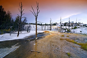 Dead trees, Mammoth Hot Springs, Yellowstone National Park, Wyoming, USA, United States of America