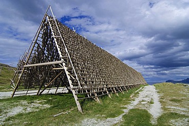 Drying of cod, Lofoten, Norway, Scandinavia, Europe