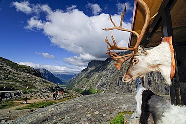 Reindeer trophy at the wall of a souvenir shop at the Trolligsten, Norway, Scandinavia