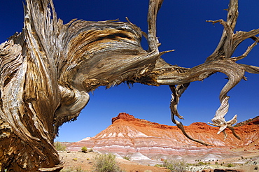 Dried-up Utah Juniper (Juniperus osteosperma) in the desert in front of sandstone mountains, eroded landscape along the Paria River, setting of many classic westerns, Grand Staircase Escalante National Monument, Utah, USA, North America