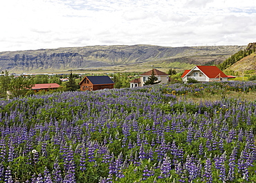 Lupins (Lupinus) and houses, Hveragerï£¿i, Iceland, Atlantic Ocean