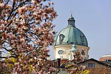 Magnolia blossoms in the foreground, and the dome of the Margaretenkirche (St. Margaret's Church), Berndorf, Triestingtal, Lower Austria, Austria, Europe