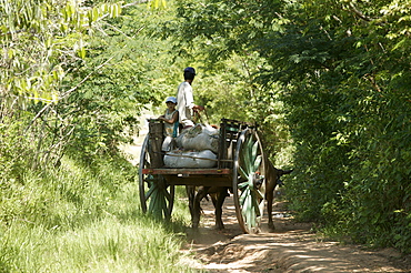 Pottery is being transported to the market by ox cart, Caacupe, Paraguay, south America