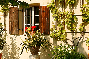 Window with Begonia flower box, Schlumbergera and vines, Upper Bavaria, Germany