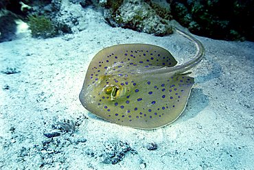 Bluespotted Ribbontail Ray, Taeniura lymma, Red Sea, Egypt