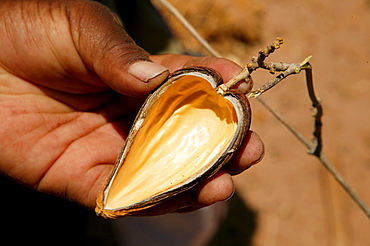 Traditional healer displaying a husk with healing properties, Sehitwa, Botswana, Africa