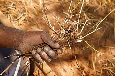 Traditional healer displaying various medicinal plants, Sehitwa, Botswana, Africa