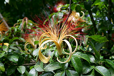 River laandscape, tropical flower in the rainforest, Guyana, South America