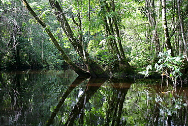 Riverside landscape at the Kamuni river, rain forest of Guayana, South America