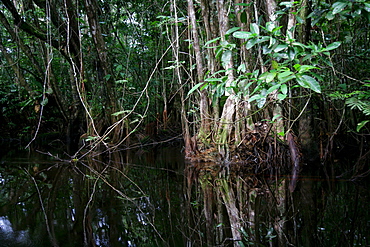 Riverside landscape, Kamuni river in the Guayana rainforest, South America