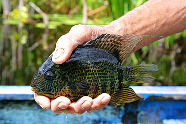 Fisherman with fish, riverside landscape, Kamuni river in the Guayana rainforest, South America