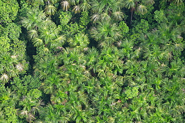 Aerial view of a coconut plantation in the rainforest, Guyana, South America