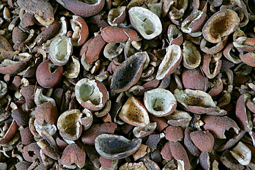 Cracked-open coconuts used for industrial coconut processing, Georgetown, Guyana, South America