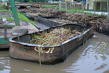 Barges used for the transportation of sugar cane, Demerara Province, Guyana, South America