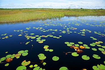 Water lilies at the bank of Lake Capoey, Guyana, South America