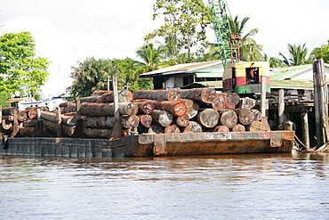 Loading exotic woods, Demerara River, Georgetown, Guyana, South America