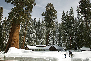 Giant Sequoias (Sequoiadendron giganteum) in wintertime, Sequoia National Park, California, USA, North America