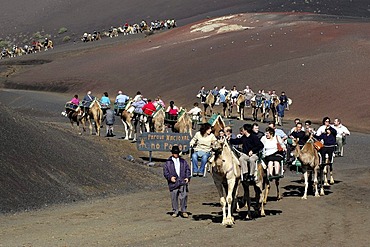 Camel riding, National Park Timanfaya, Lanzarote, Canary Islands, Spain