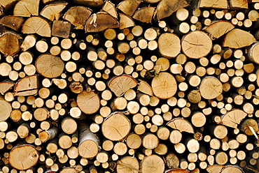 Stacked firewood