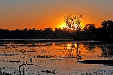 Sunrise on yellow water lagune, kakadu NP, Northern Territory, australia