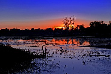 Sunrise on yellow water lagune, kakadu NP, Northern Territory, australia