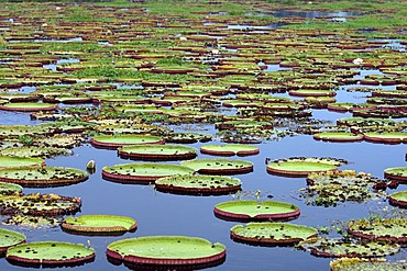 Water lilly, Victoria regia, in Pantanal, Brasil