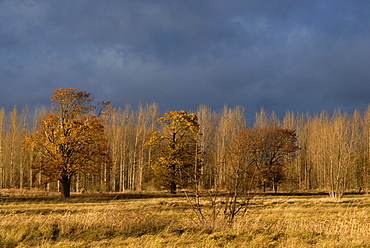 Dark thunderclouds looming over autumn landscape, colourful trees at the edge of a forest, Karower Teiche Nature Reserve, Berlin, Germany