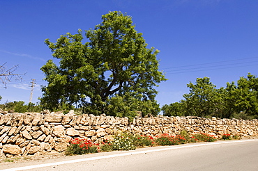 Almond Tree, stone wall, blooming poppy along the road, Platja des Trenc, Majorca, Balearic Islands, Spain, Europe