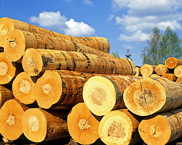 Stacked logs, lumber industry