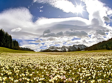 Meadow filled with crocuses (Crocus), foehn, lenticular clouds near Gerold, Wetterstein Range, Upper Bavaria, Bavaria, Germany