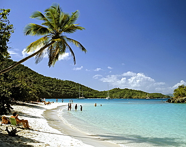 Palm tree, Trunk Bay, St. John's Island National Park, U.S. Virgin Islands, Caribbean