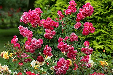 Roses Rose (Rosa Pink Emely)