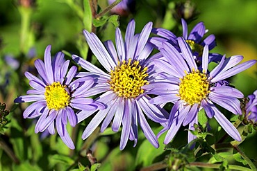 Aster - blossoms (Aster x frikartii cultivar Wunder von Staefa)