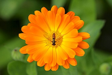 Marigold - blossom with hover fly - medicinal plant (Calendula officinalis) (Syrphus spec.)