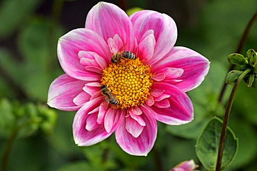 Dahlia with honeybees (Dahlia Herz As)