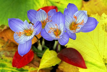 Flowering autumn-crocusses (Crocus pulchellus)