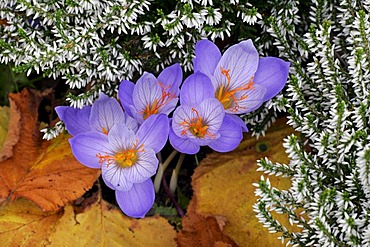 Flowering autumn-crocusses with heather (Crocus pulchellus) and (Calluna)